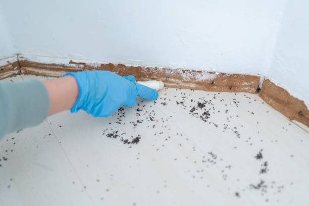 Best Pest Control Treatment  in New Buffalo, MI